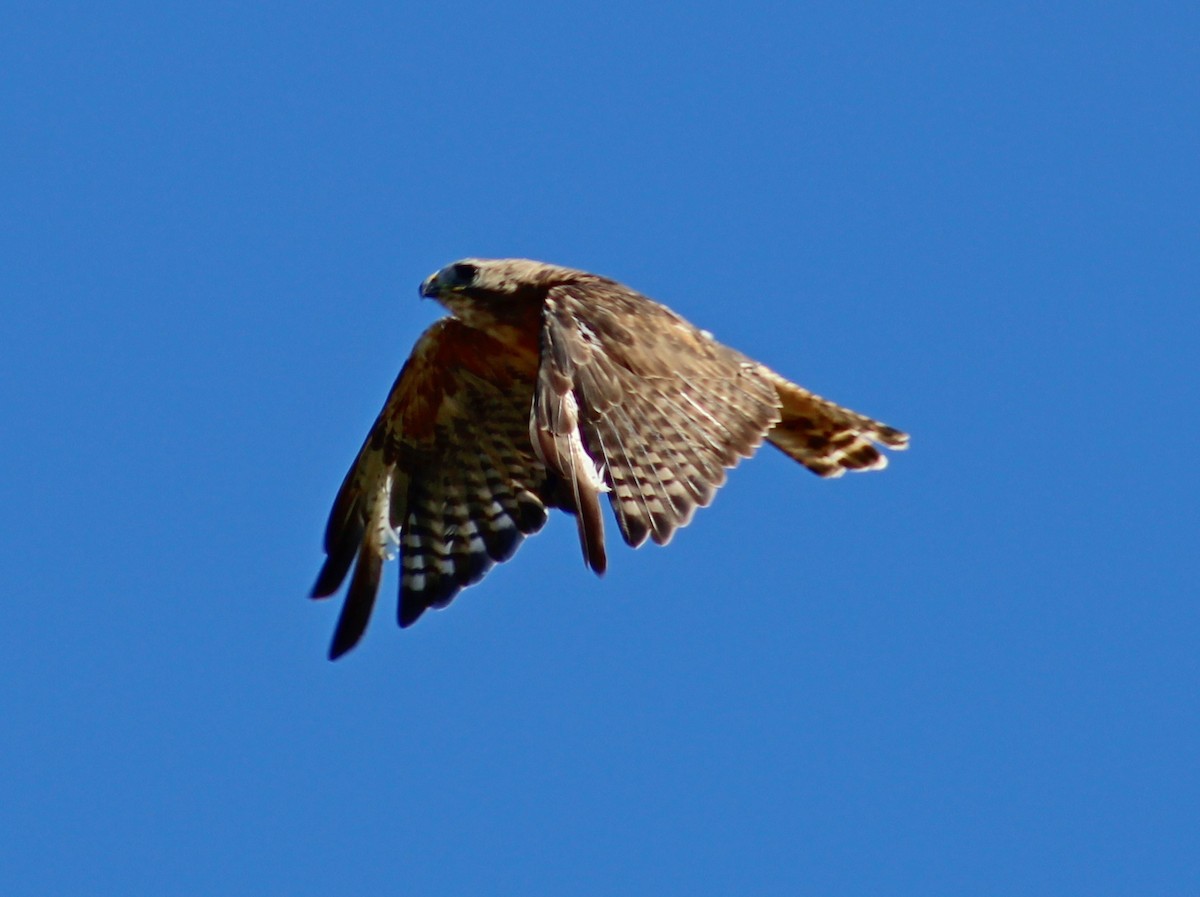 Red-shouldered x Red-tailed Hawk (hybrid) - ML641149298