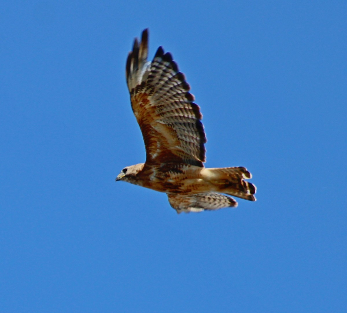 Red-shouldered x Red-tailed Hawk (hybrid) - ML641149299