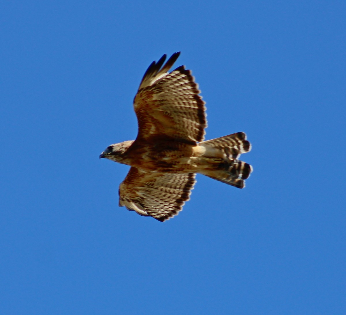 Red-shouldered x Red-tailed Hawk (hybrid) - ML641149300