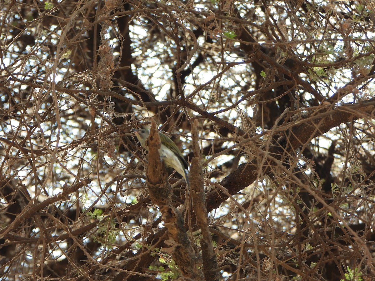 Lesser Honeyguide - ML641149311