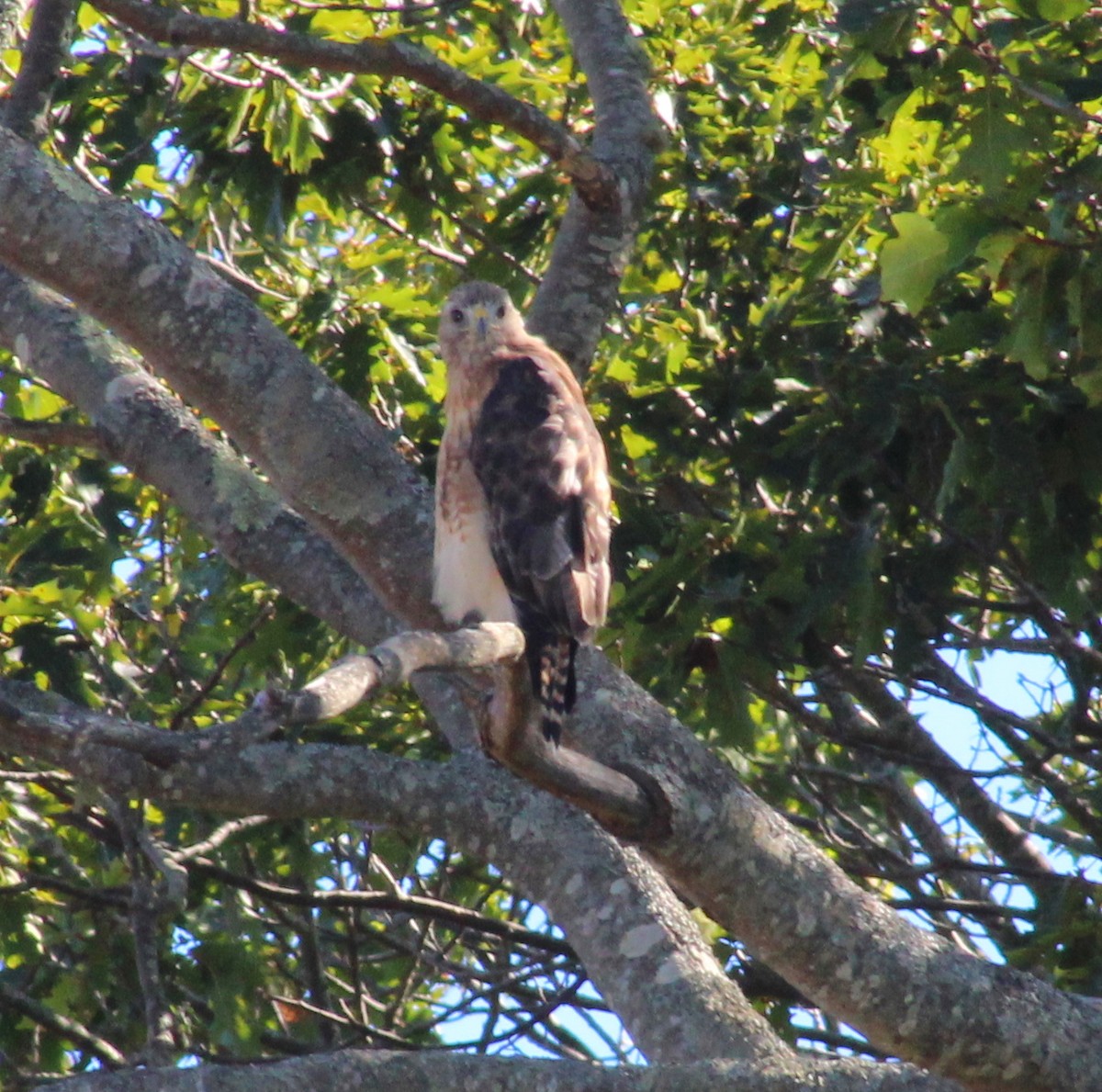 Red-shouldered x Red-tailed Hawk (hybrid) - ML641149318