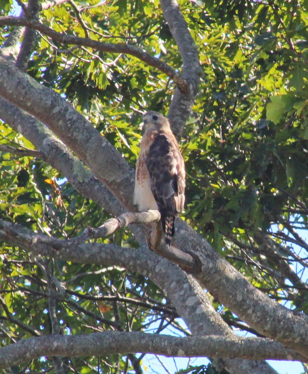Red-shouldered x Red-tailed Hawk (hybrid) - ML641149320