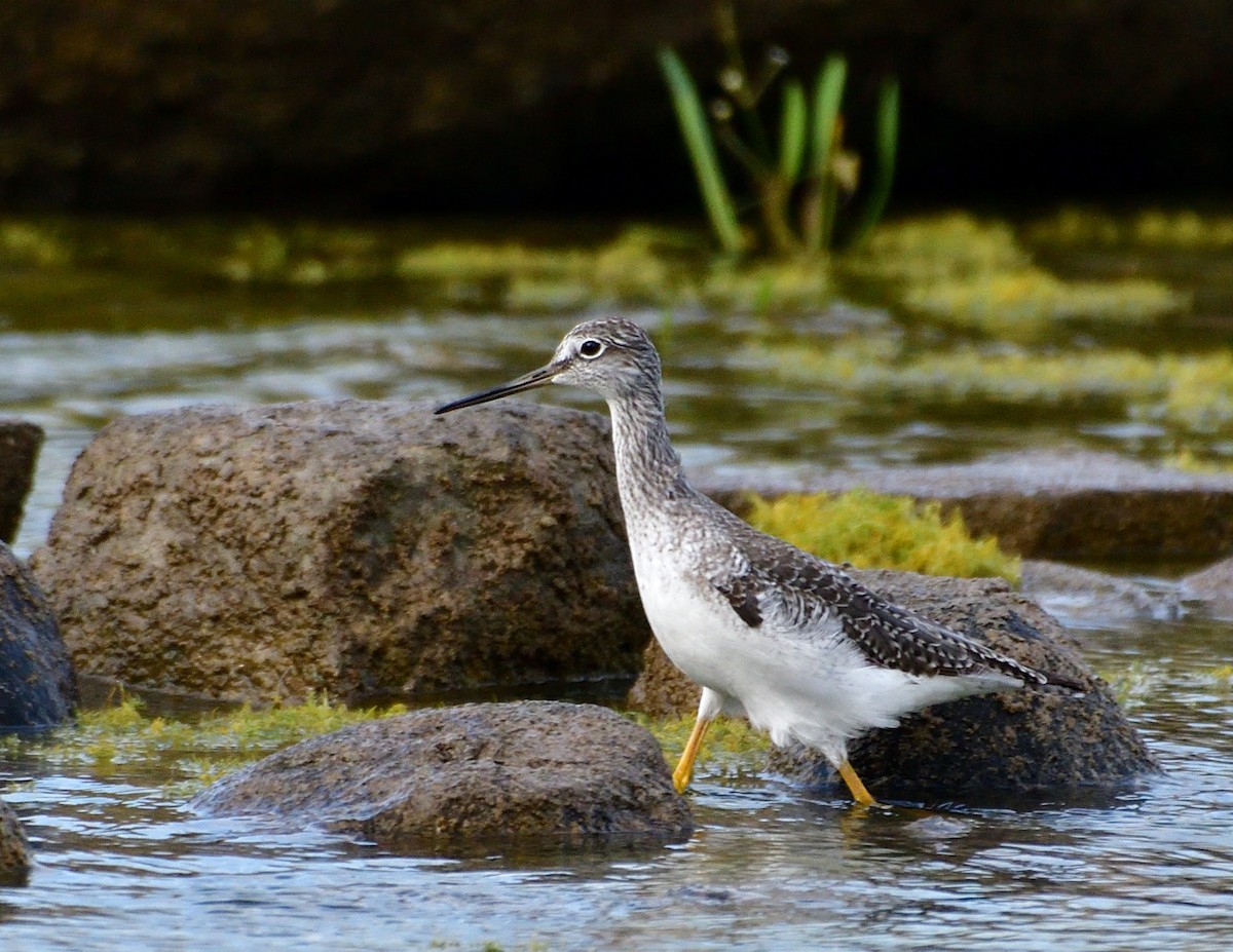 Greater Yellowlegs - ML641149343