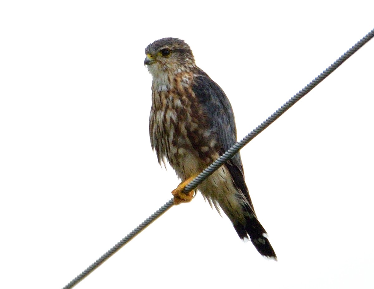 Merlin - ML641149384