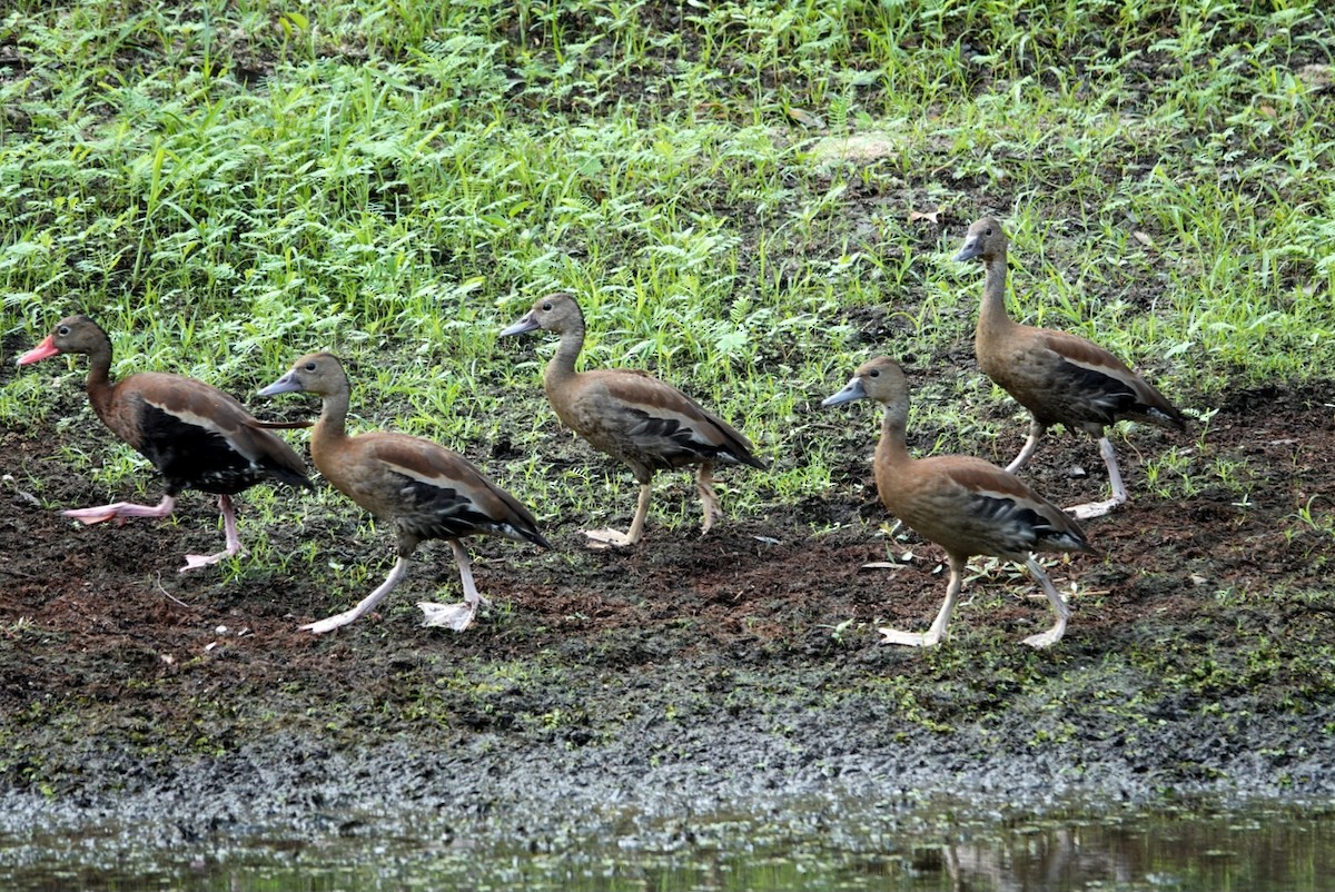 Black-bellied Whistling-Duck - ML641149385