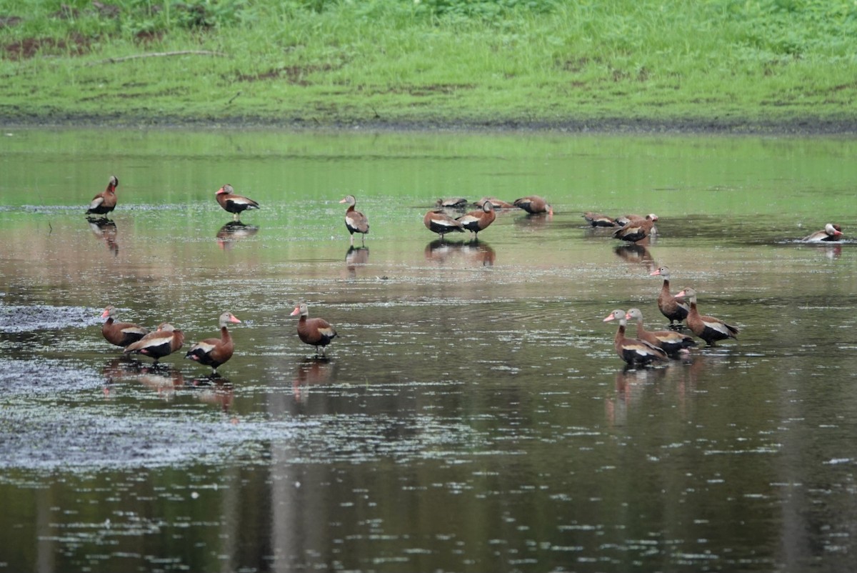 Black-bellied Whistling-Duck - ML641149386