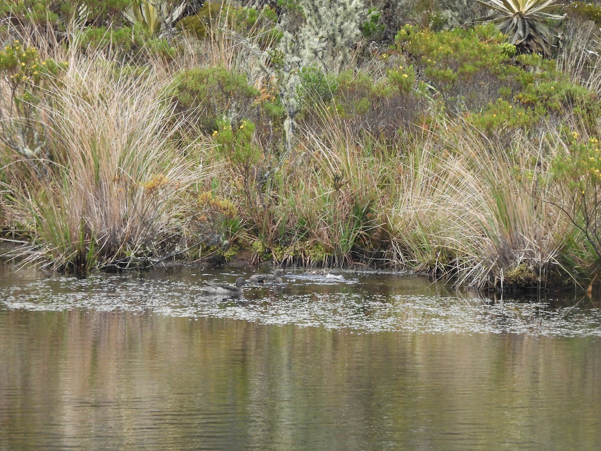 Andean Teal - ML641149395