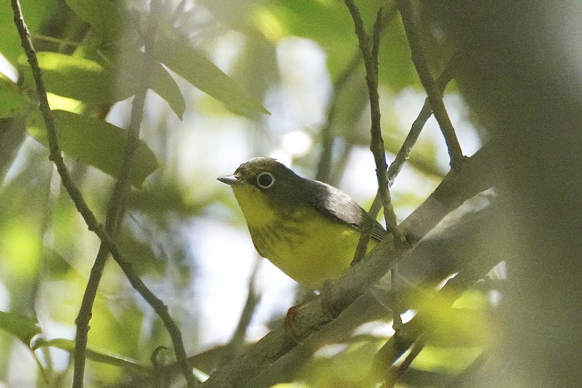 Canada Warbler - ML641149407