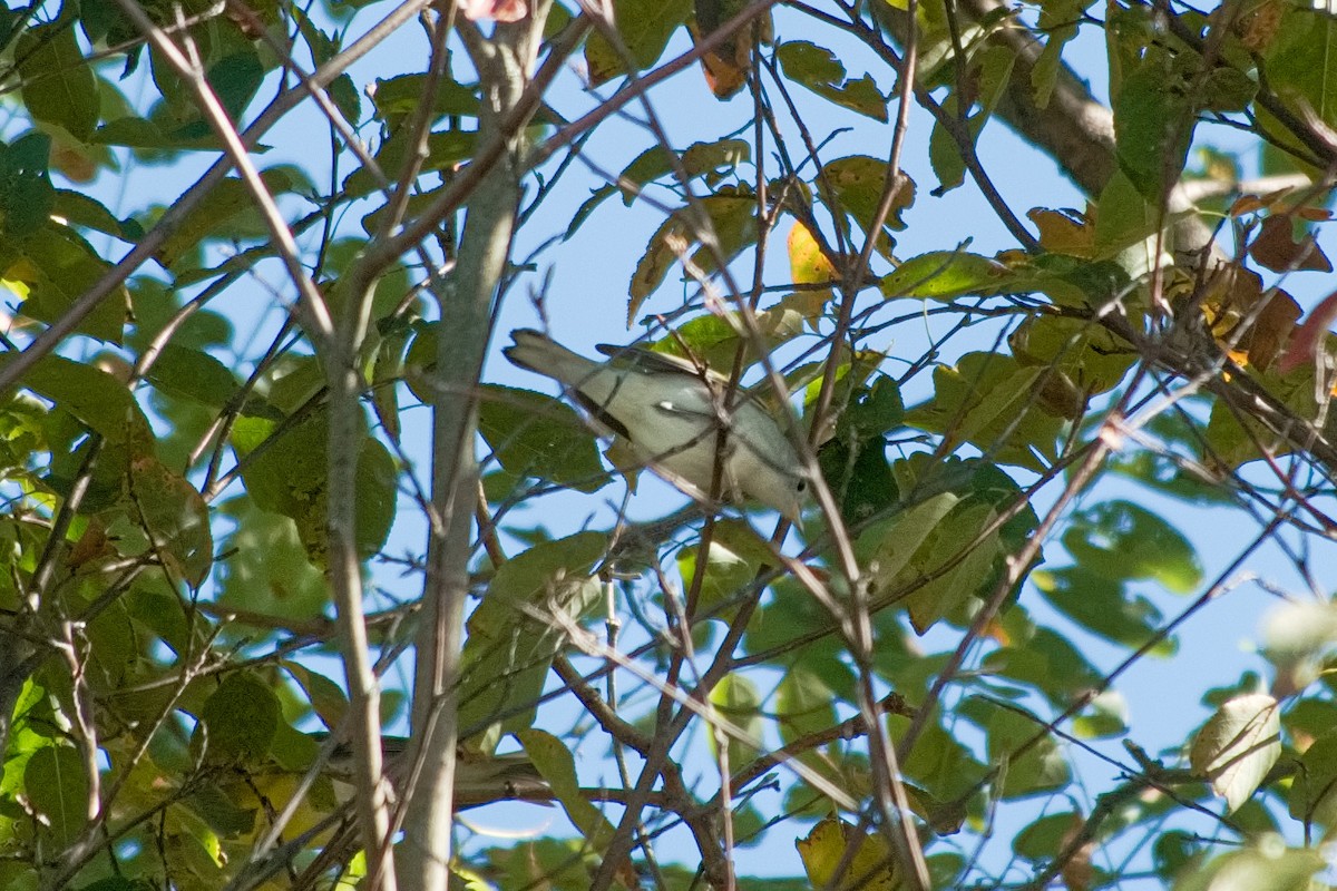 Blue-headed Vireo - ML641149408