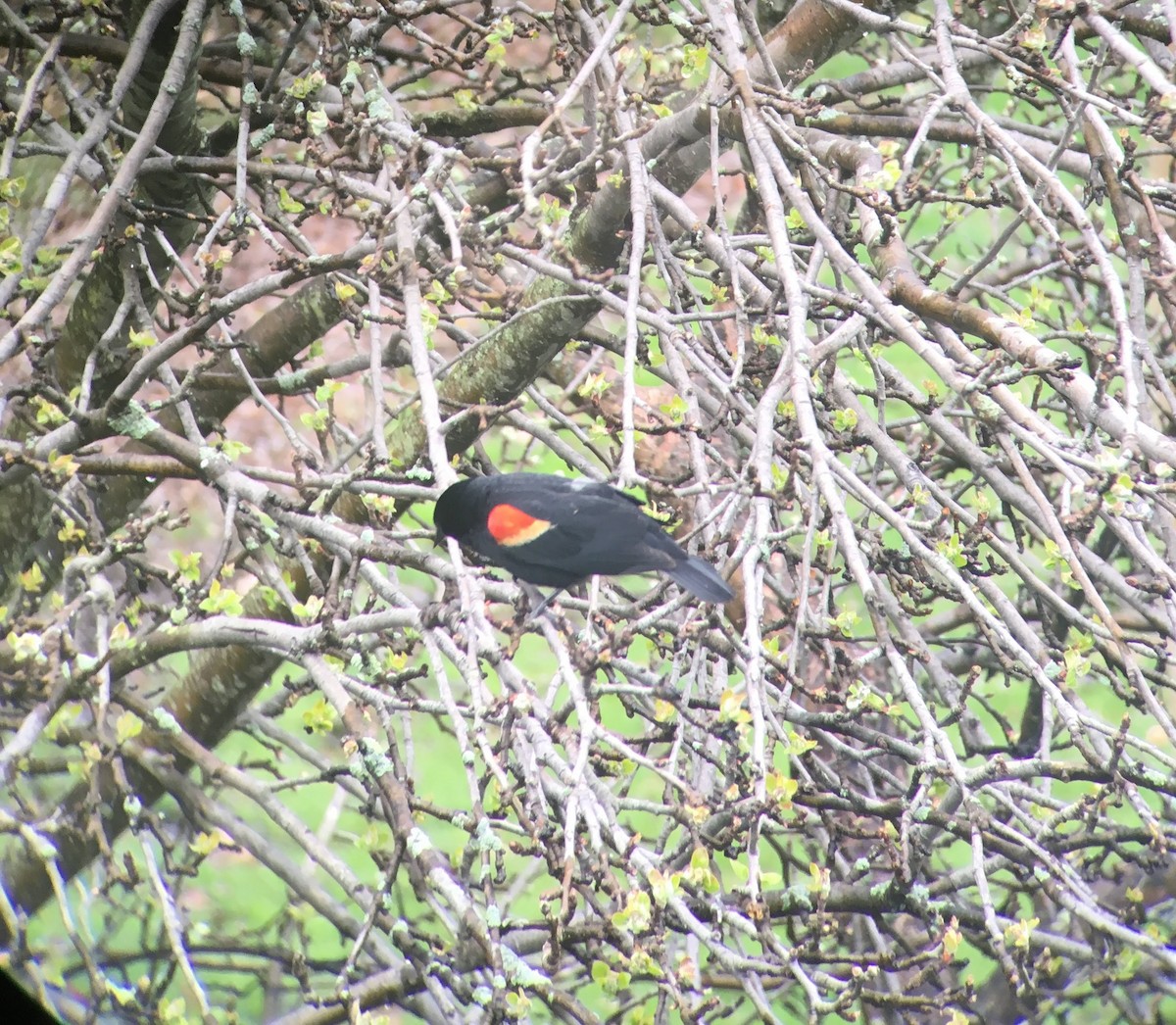 Red-winged Blackbird - ML641149417