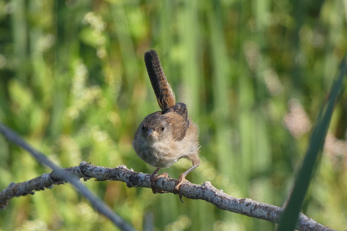 Marsh Wren - ML641149431