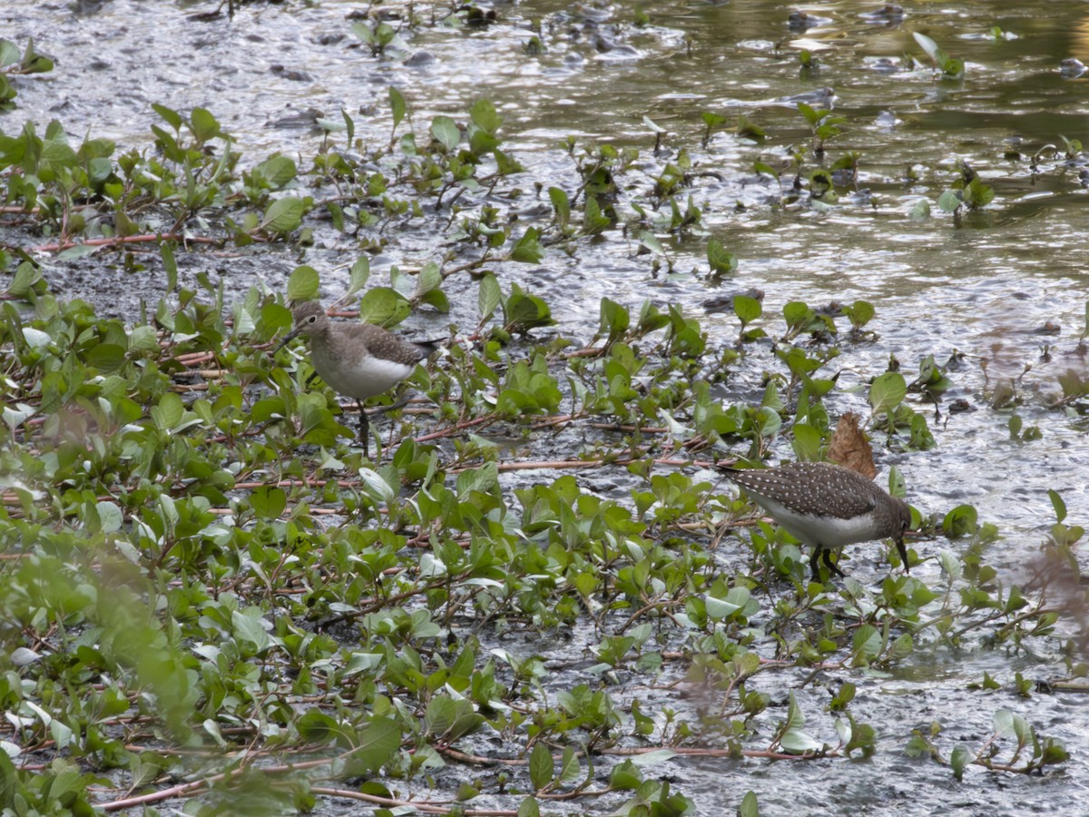 Solitary Sandpiper - ML641149432
