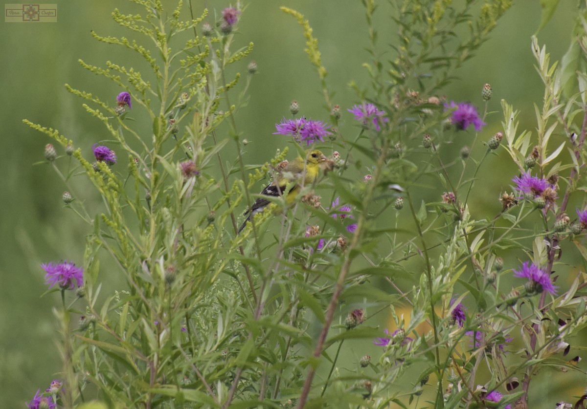 American Goldfinch - ML641149433