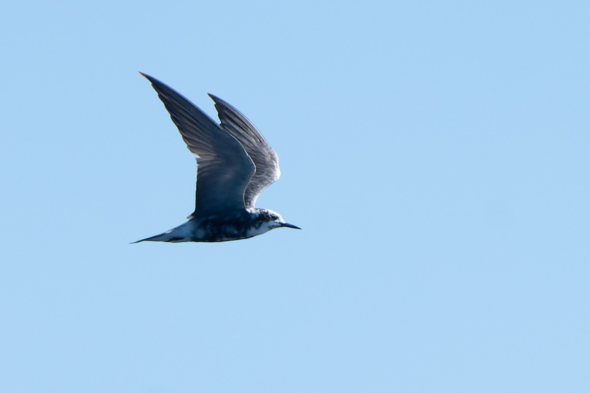 黑浮鷗 - ML641149455