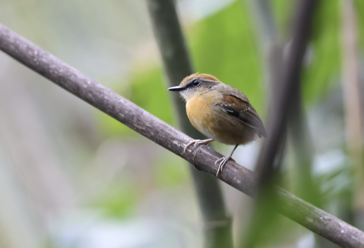 Black-cheeked Gnateater - ML641149474