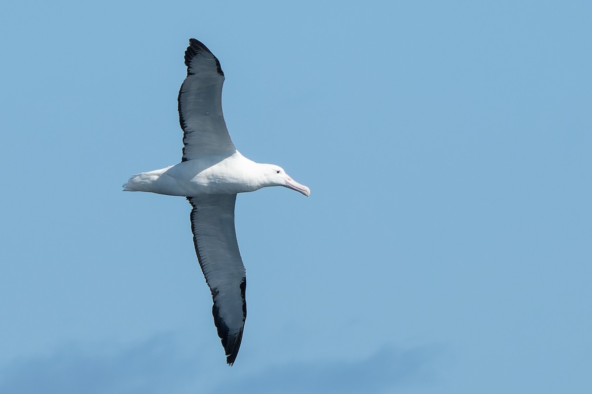 Northern Royal Albatross - ML641149507