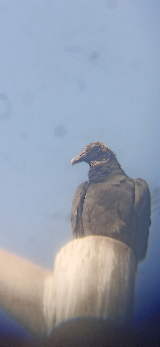 Урубу - ML641149508