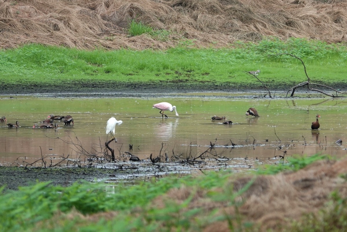Roseate Spoonbill - ML641149509