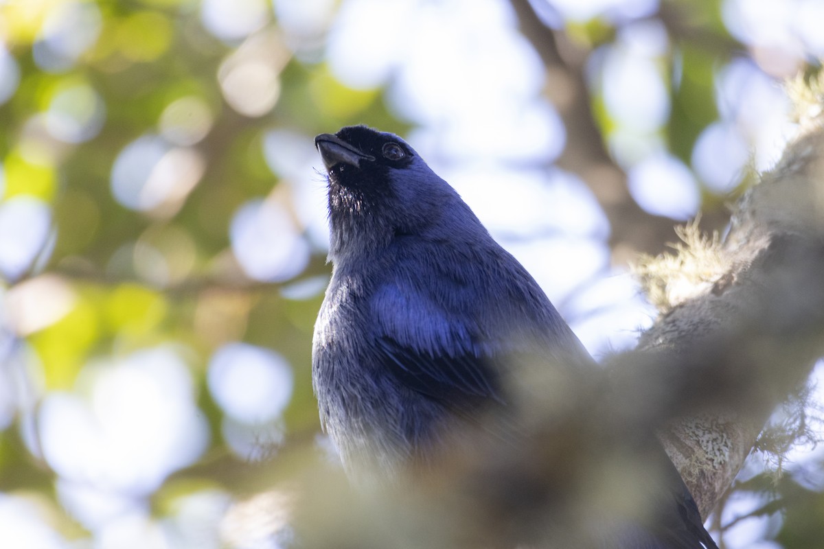 Diademed Tanager - ML641149527
