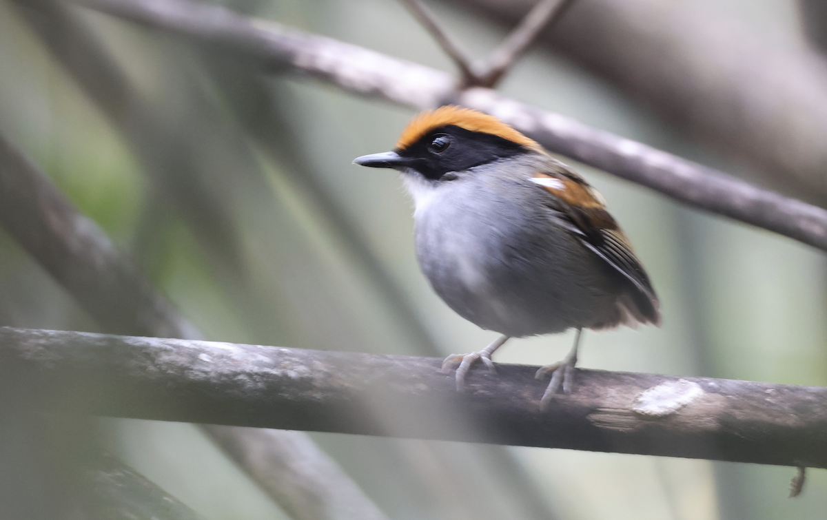 Black-cheeked Gnateater - ML641149534