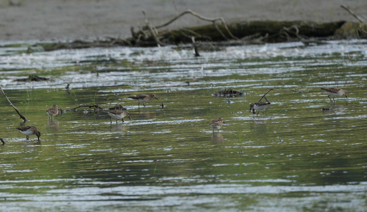 Least Sandpiper - ML641149550