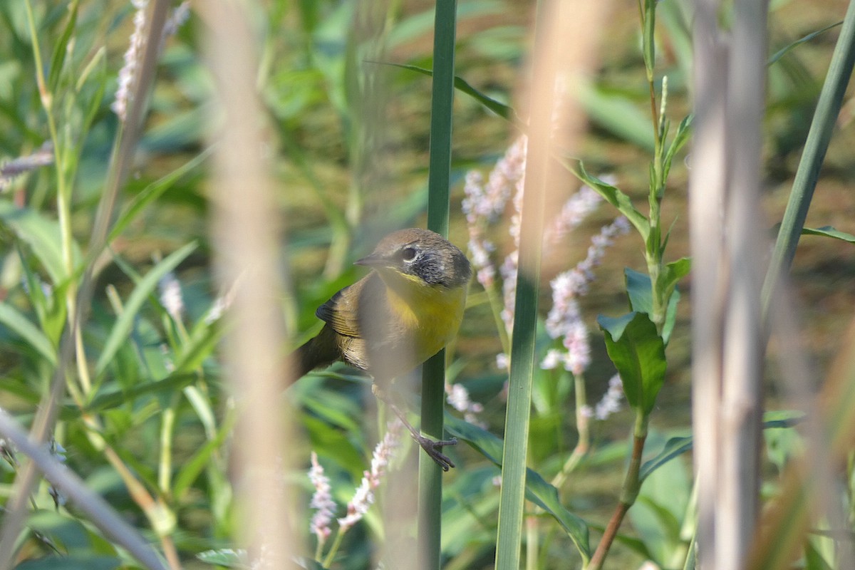 Common Yellowthroat - ML641149552