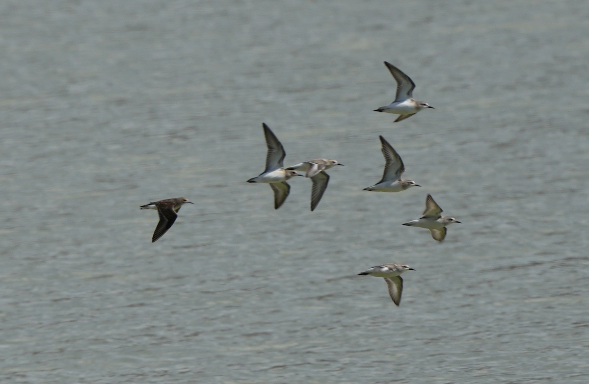 Semipalmated Sandpiper - ML641149557