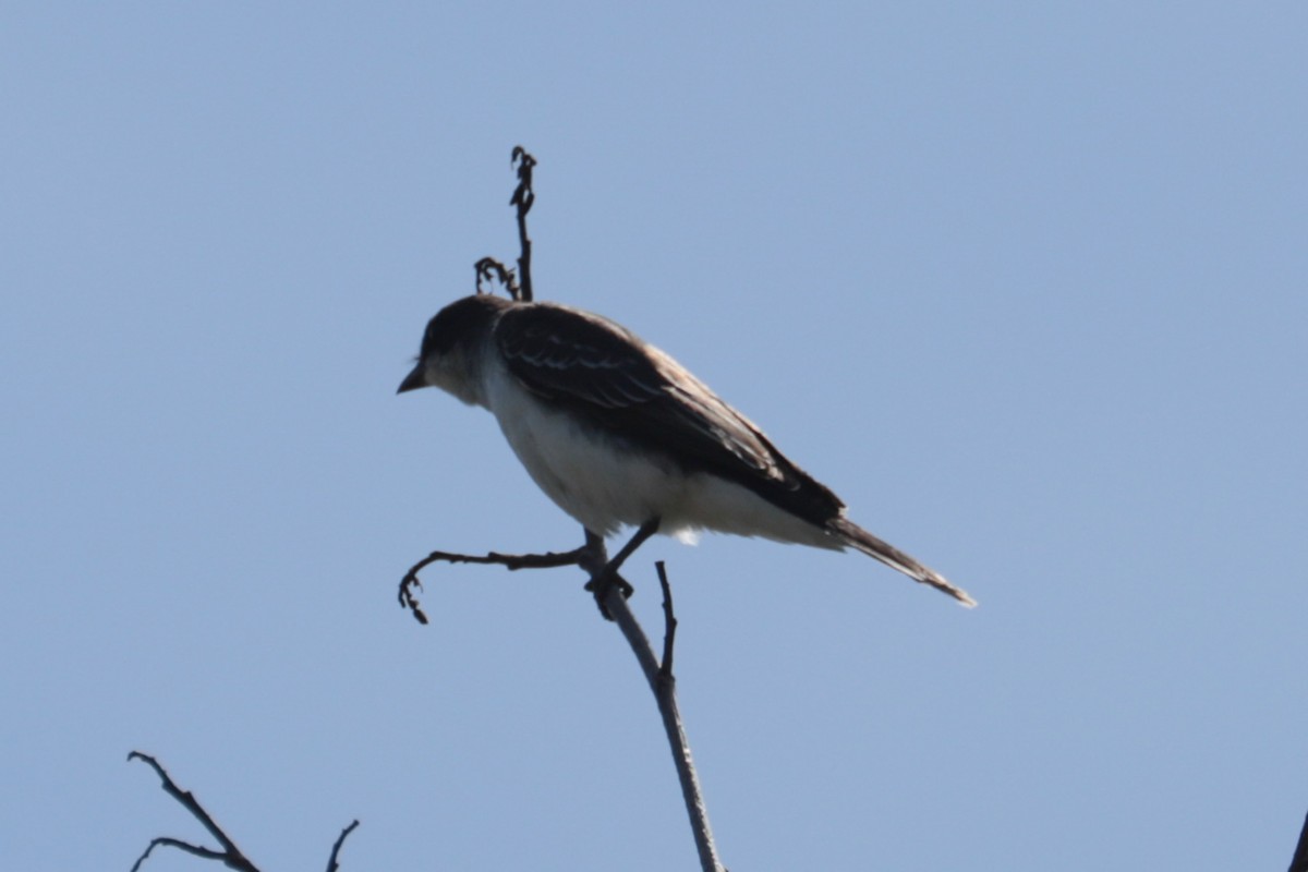 Schieferrücken-Königstyrann - ML641149578