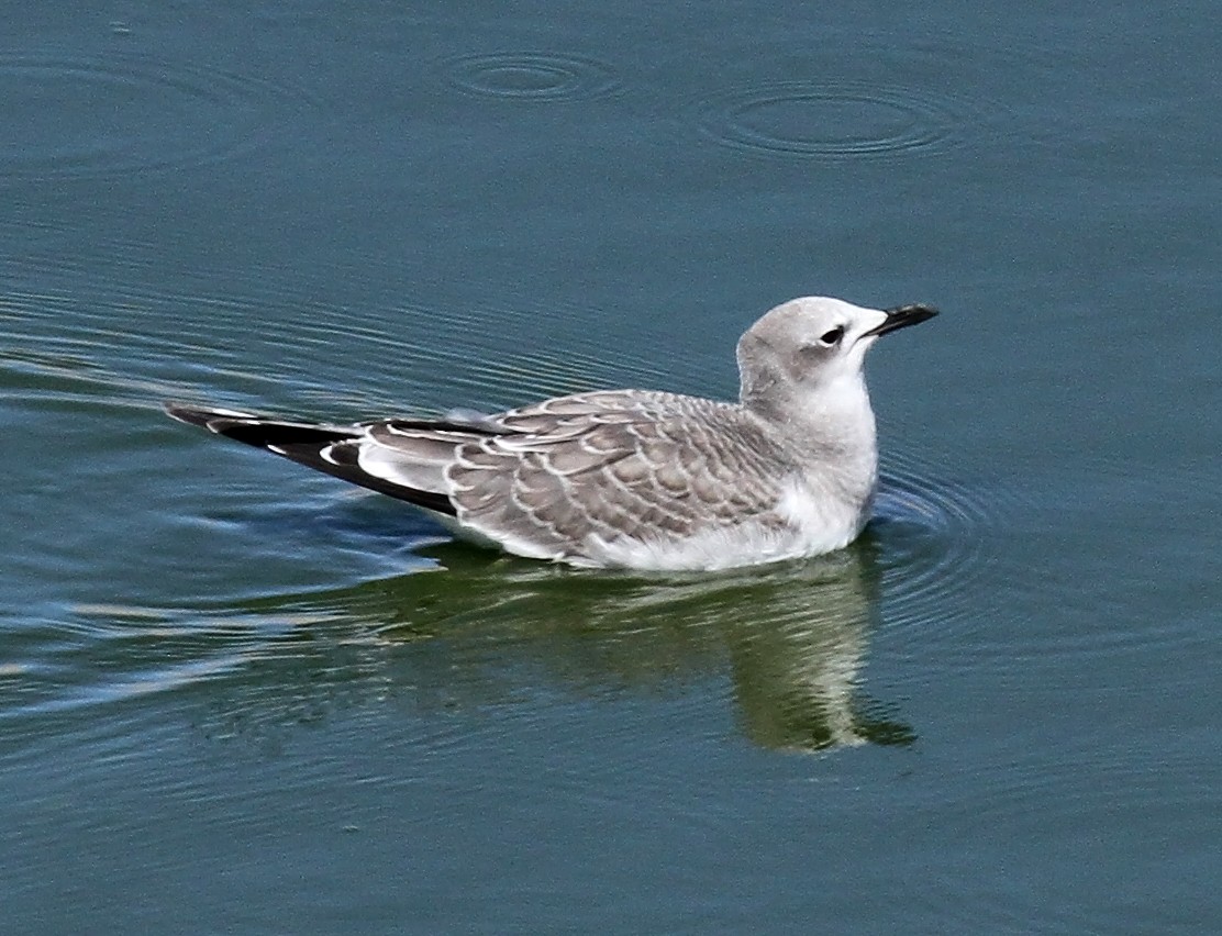 Sabine's Gull - ML641149581