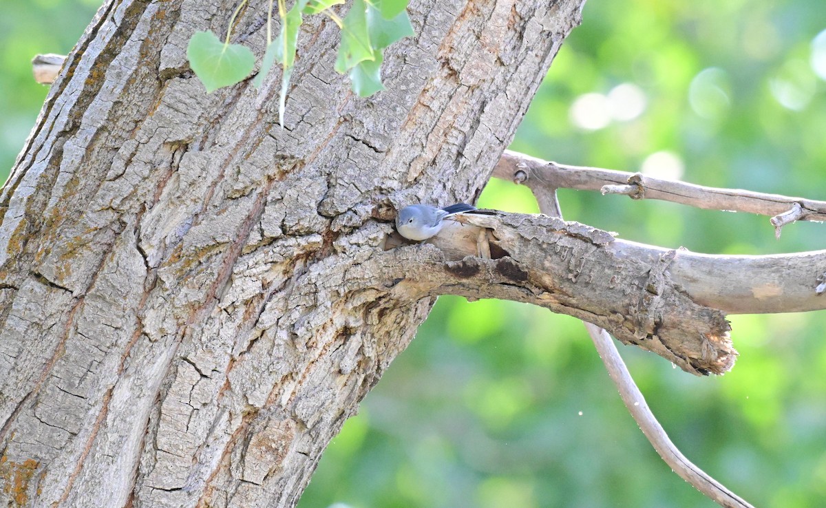 Blue-gray Gnatcatcher - ML641149588