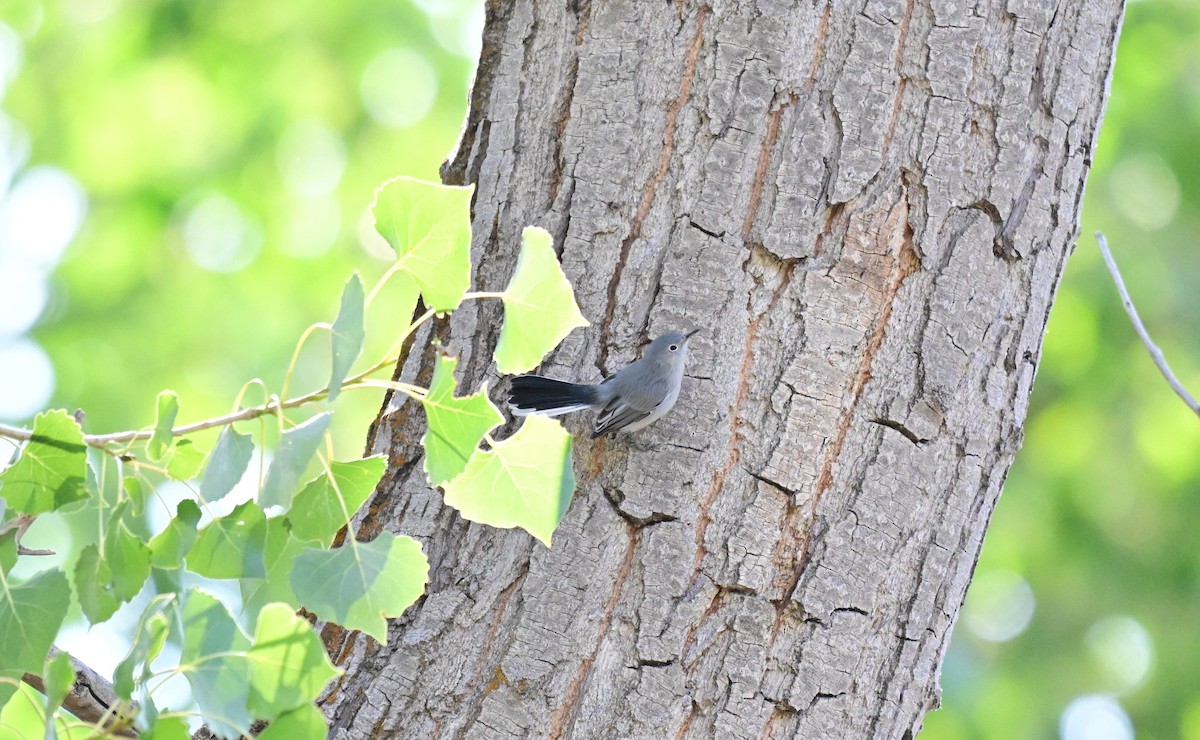 Blue-gray Gnatcatcher - ML641149589