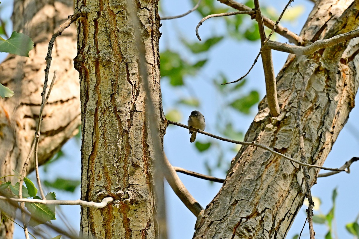 Blue-gray Gnatcatcher - ML641149590