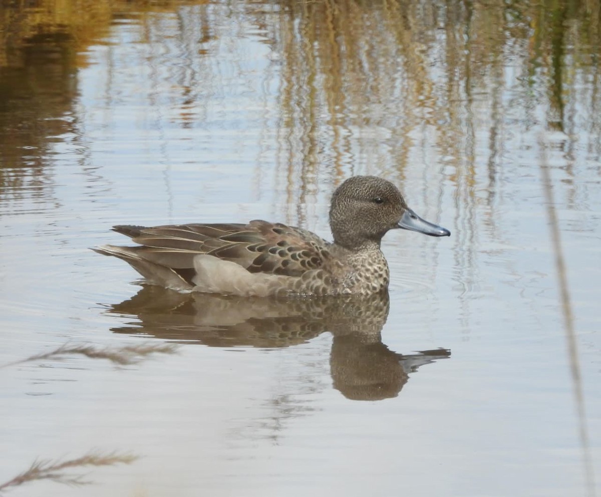 Andean Teal - ML641149596