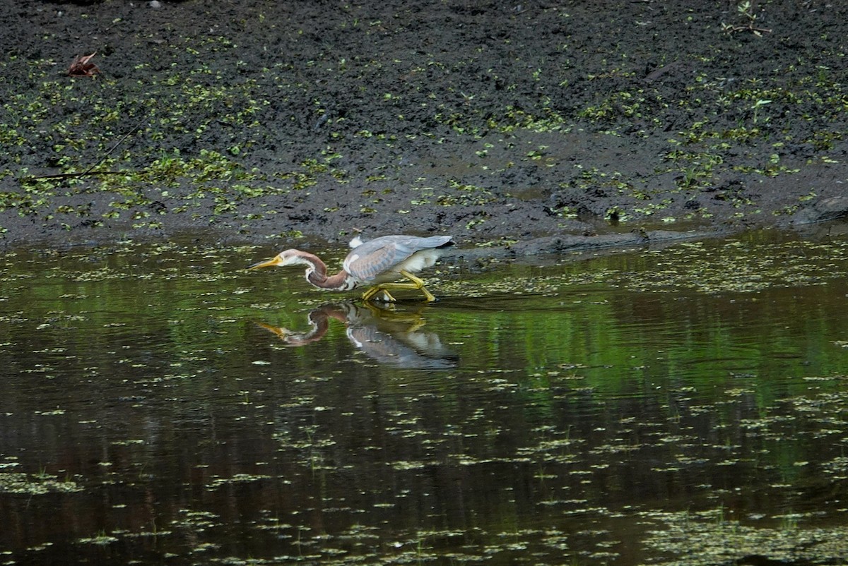 Tricolored Heron - ML641149626