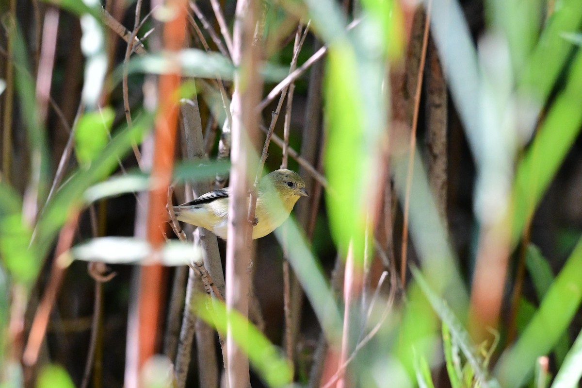 Lesser Goldfinch - ML641149631