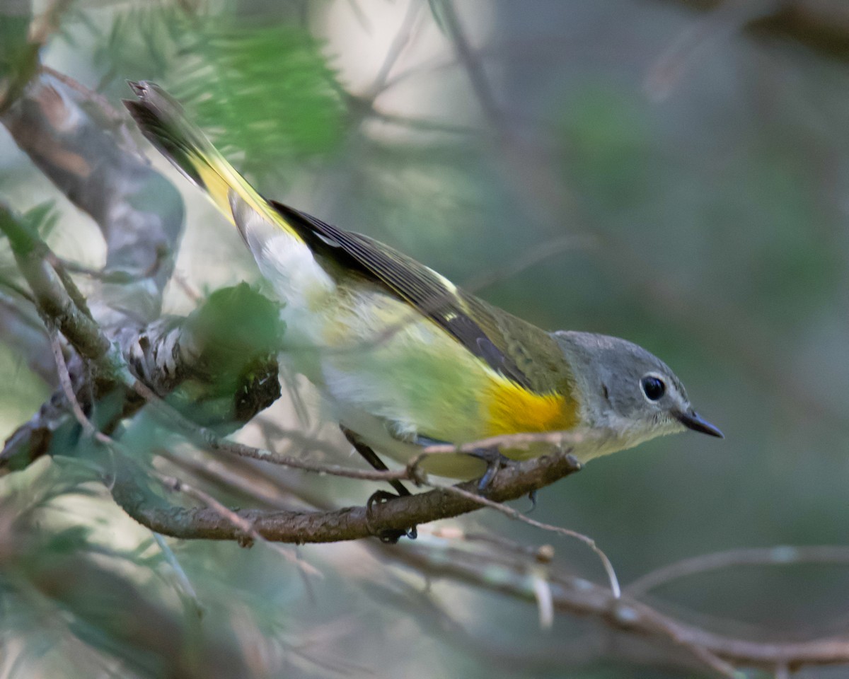 American Redstart - ML641149663