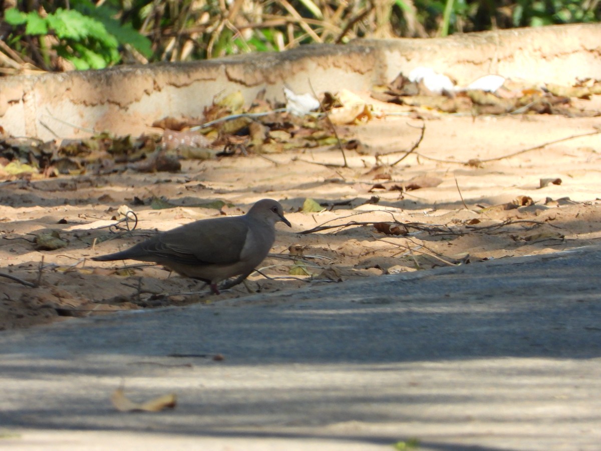 White-tipped Dove - ML641149677