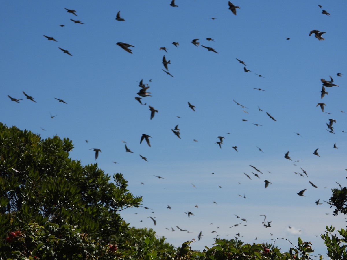 Tree Swallow - ML641149686