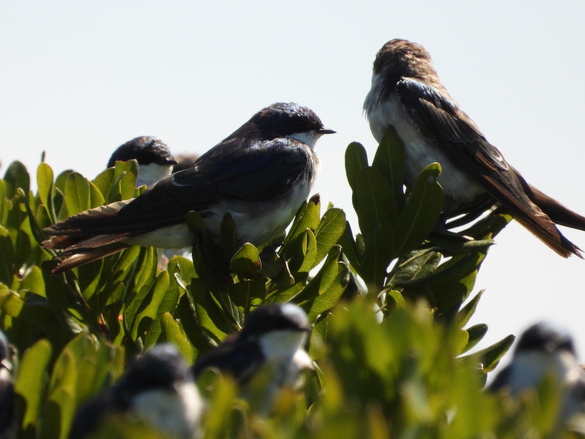 Tree Swallow - ML641149687
