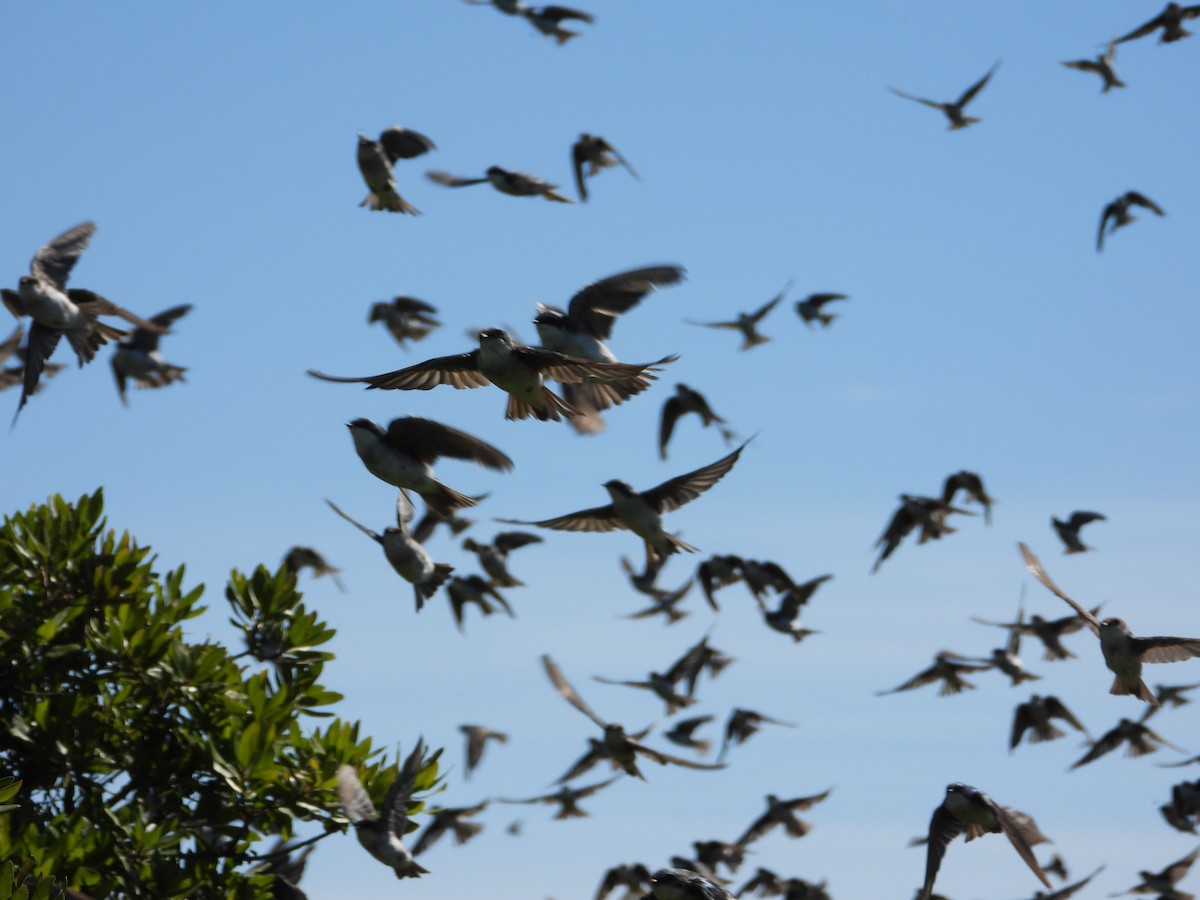 Tree Swallow - ML641149688