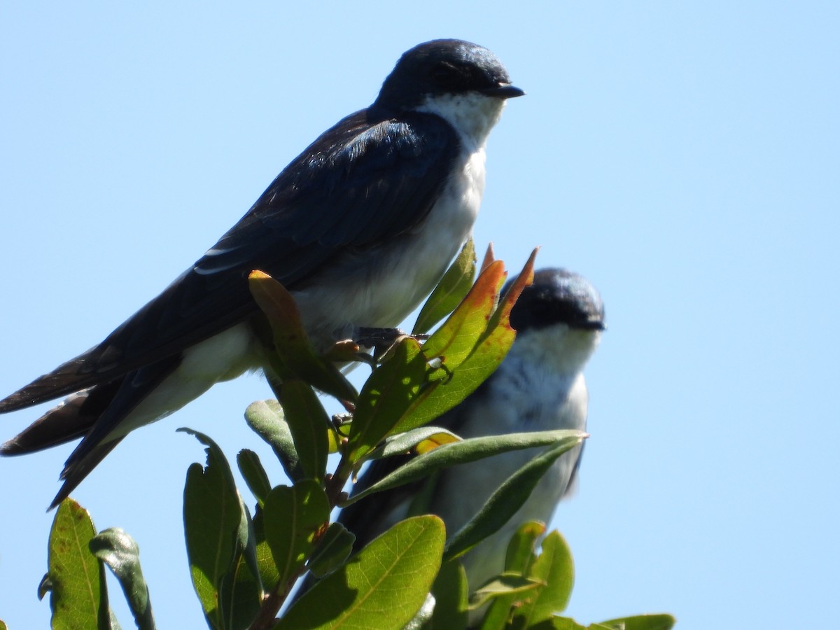 Tree Swallow - ML641149689