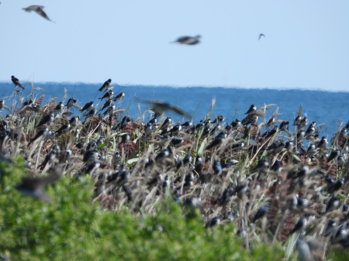 Tree Swallow - ML641149692