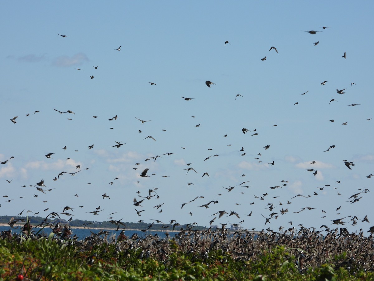 Tree Swallow - ML641149693