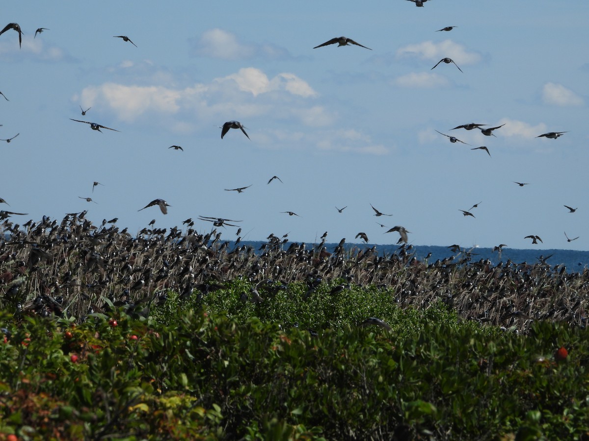 Tree Swallow - ML641149694