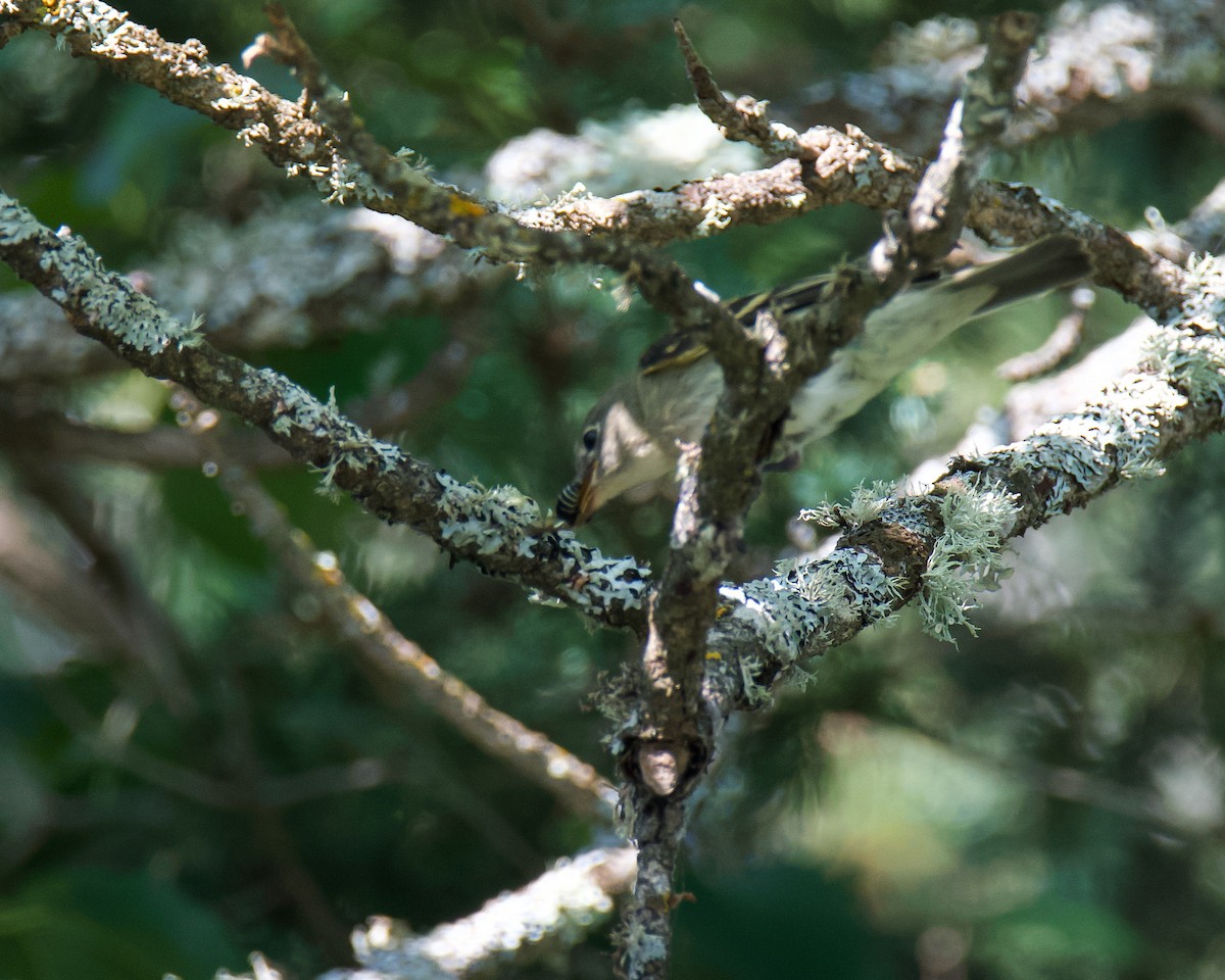 Yellow-bellied Flycatcher - ML641149700