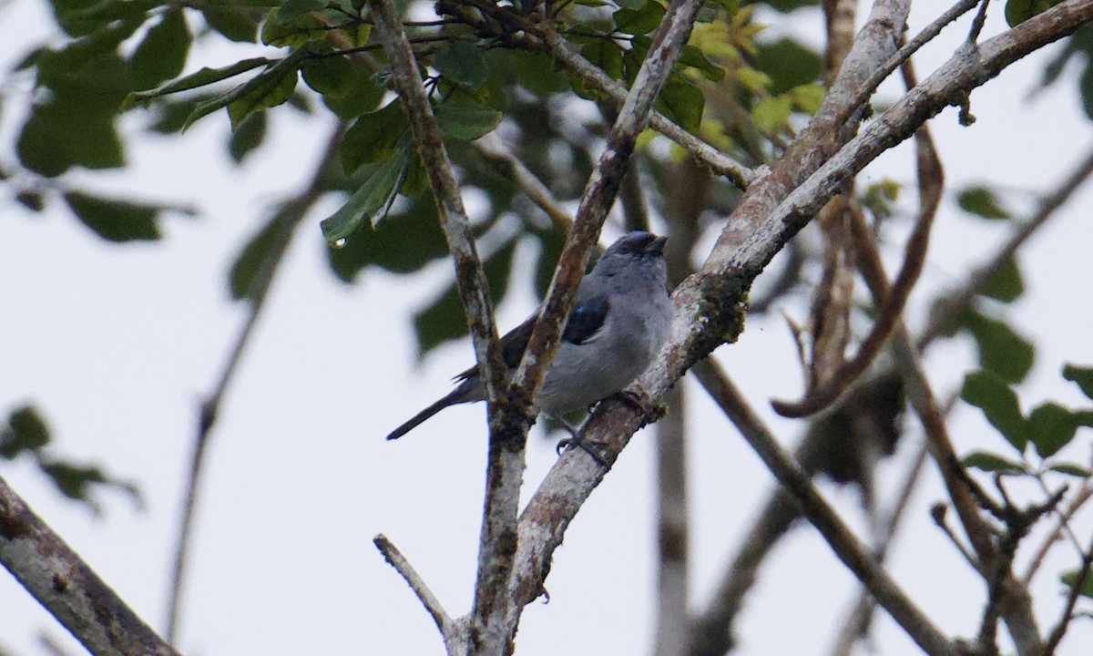 Plain-colored Tanager - ML641149704