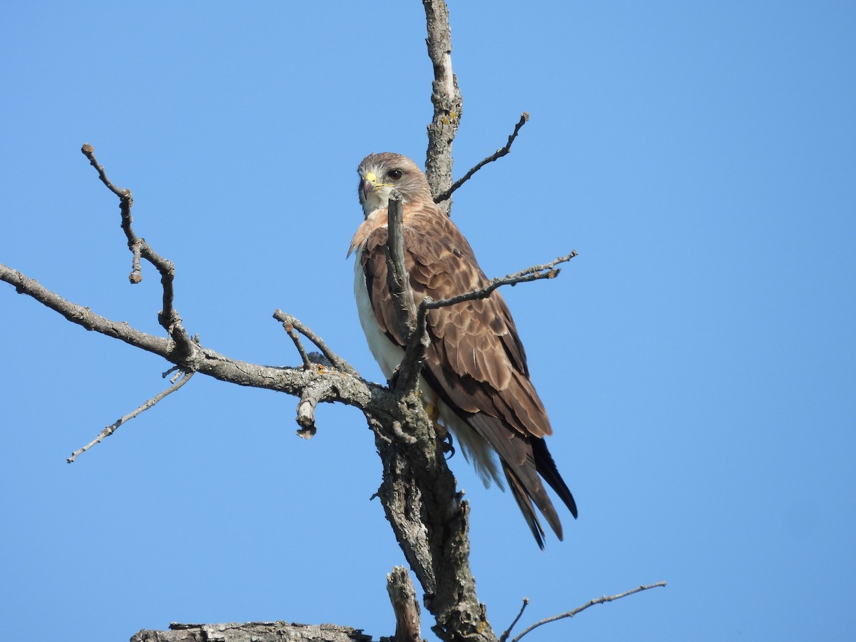 Swainson's Hawk - ML641149727