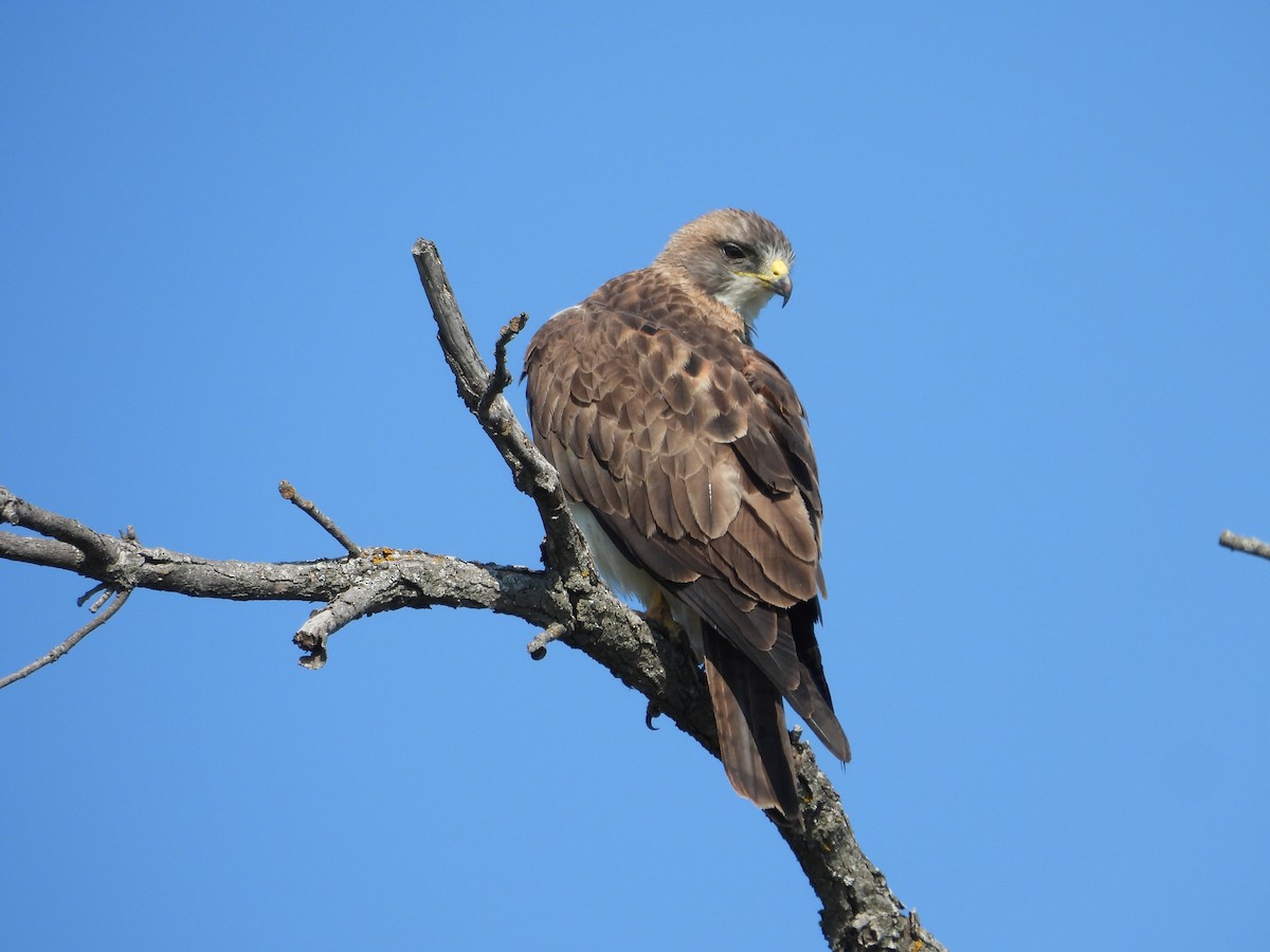 Swainson's Hawk - ML641149730