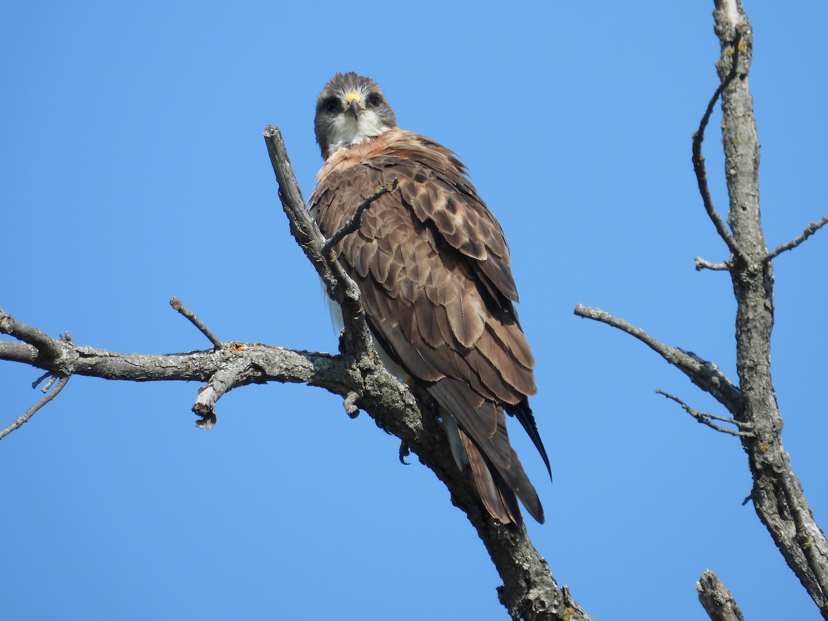 Swainson's Hawk - ML641149732