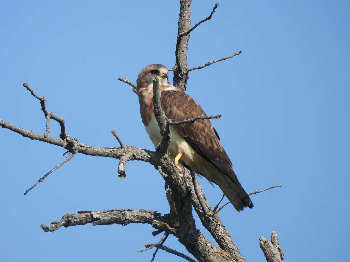 Swainson's Hawk - ML641149733